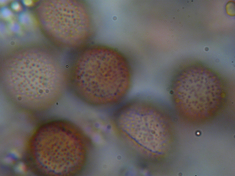 Diderma crustaceum